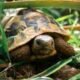 sensory-friendly-reptile-event