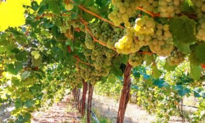 warm weather effect on vineyards