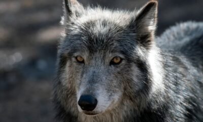Colorado ranchers wolf tracking debate