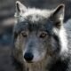 Colorado ranchers wolf tracking debate