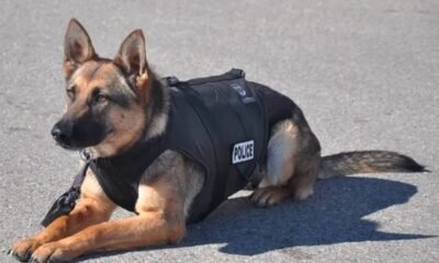 Delta Police Department K9 retirement