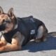 Delta Police Department K9 retirement