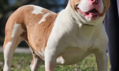 English bulldog mix adoptable dog