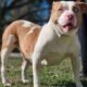 English bulldog mix adoptable dog