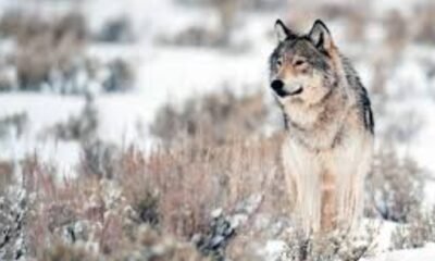 Gray wolf in the wild