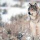 Gray wolf in the wild
