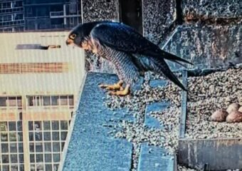 Peregrine falcon nesting on a building ledge