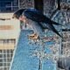 Peregrine falcon nesting on a building ledge
