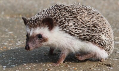 USDA inspection hedgehog breeder investigation