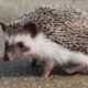 USDA inspection hedgehog breeder investigation