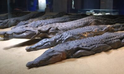 ancient-egyptian-crocodile-mummy
