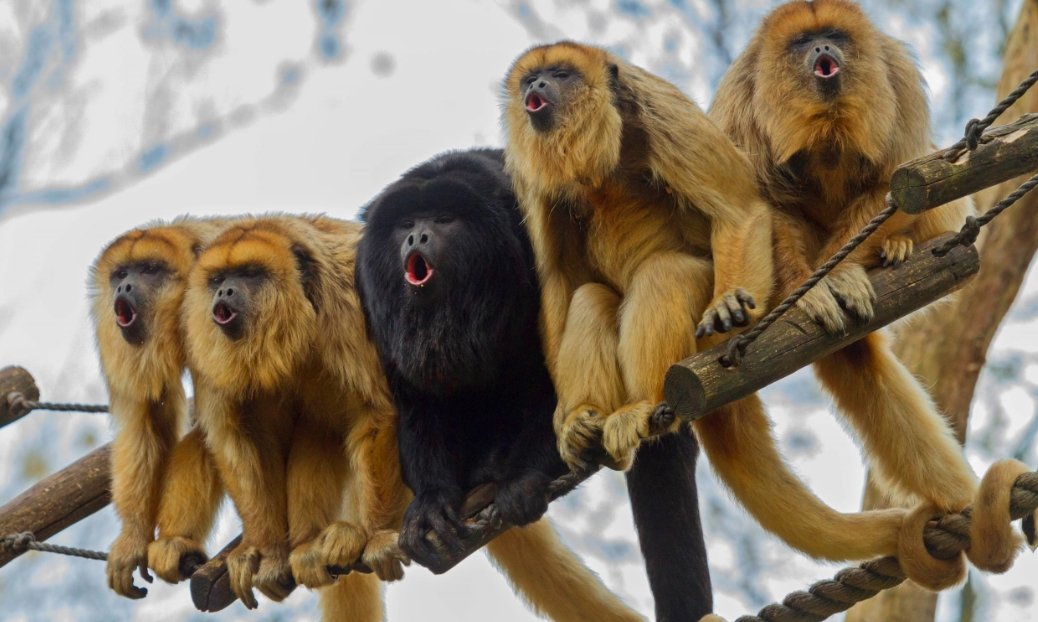 ancient monkey fossils South America