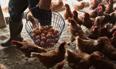 bird flu outbreak in Indiana poultry farm