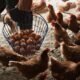 bird flu outbreak in Indiana poultry farm