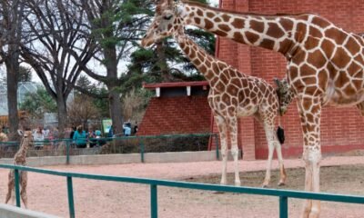 denver zoo giraffe newborn