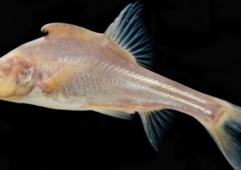 golden scaleless cave fish China
