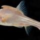 golden scaleless cave fish China