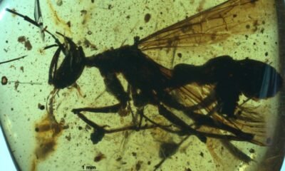 hell-ant-amber-fossil