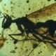 hell-ant-amber-fossil