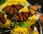 monarch butterfly habitat conservation