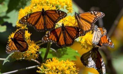monarch butterfly habitat conservation