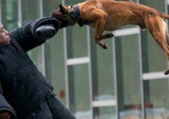 police-dog-training-search-detection