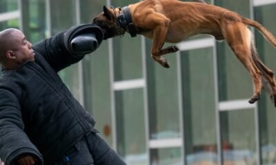 police-dog-training-search-detection