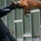 police-dog-training-search-detection