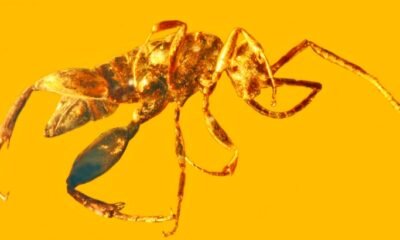 prehistoric_wasp_amber