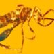 prehistoric_wasp_amber