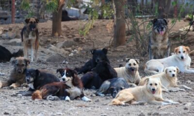 stray animals spring shelter