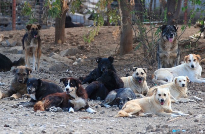 stray animals spring shelter