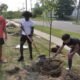 Arbor Day Grand Junction, tree seedling delivery
