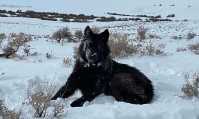 CPW GPS collared wolf