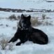 CPW GPS collared wolf