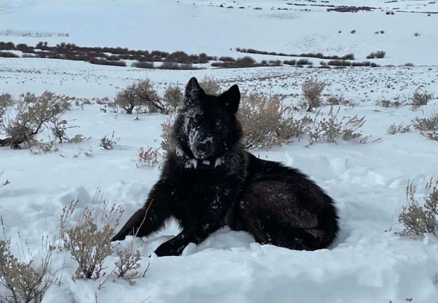 CPW GPS collared wolf