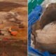 Chariot wheel and cremation urn archaeological discovery Scottish Highlands