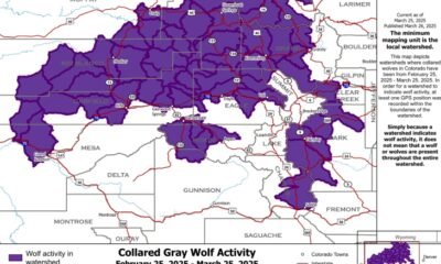 Colorado wolf activity map April 2025