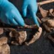 Roman-era dog skeleton England