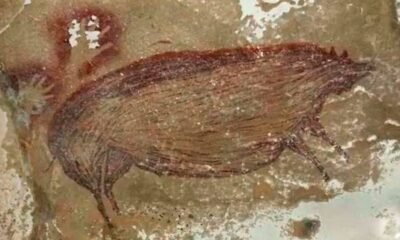 Sulawesi cave painting, oldest cave art Indonesia