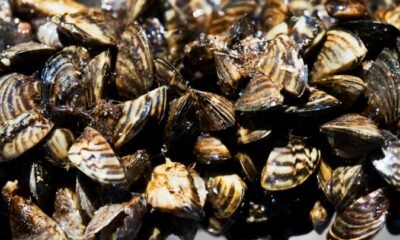 Zebra Mussels Colorado river impact