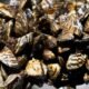 Zebra Mussels Colorado river impact