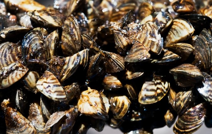 Zebra Mussels Colorado river impact