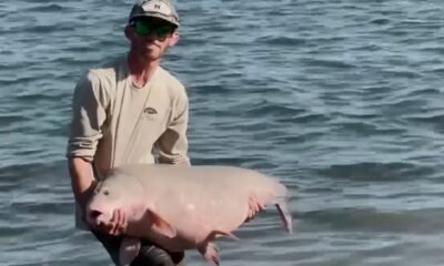 art-weston-153-pound-alligator-gar-lake-livingston-texas