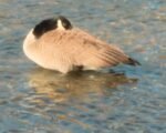 bird flu decline Indiana H5N1 DNR spring wildlife Eli Fleace