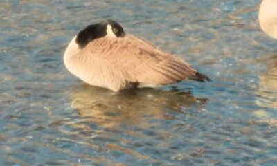 bird flu decline Indiana H5N1 DNR spring wildlife Eli Fleace