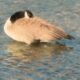 bird flu decline Indiana H5N1 DNR spring wildlife Eli Fleace