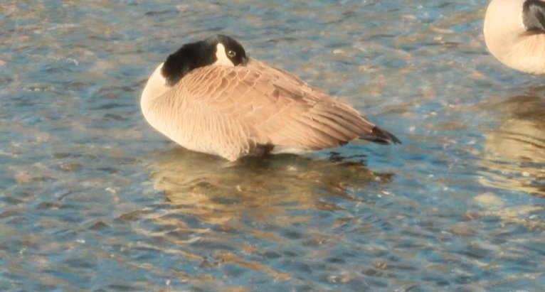 bird flu decline Indiana H5N1 DNR spring wildlife Eli Fleace