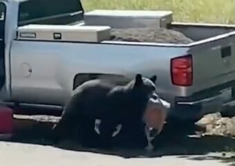 black bear breaking into car colorado