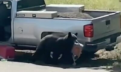 black bear breaking into car colorado